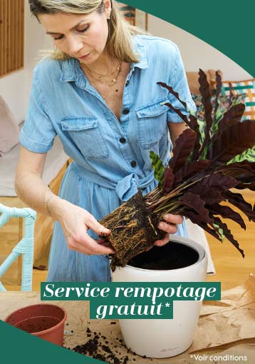 Service rempotage