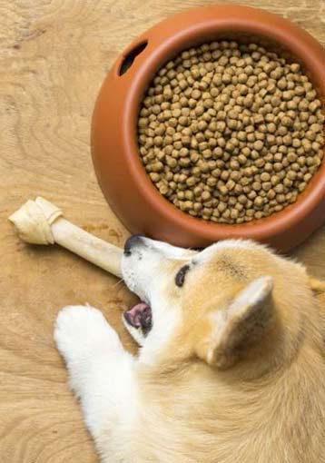 Comment bien nourrir son chien ?