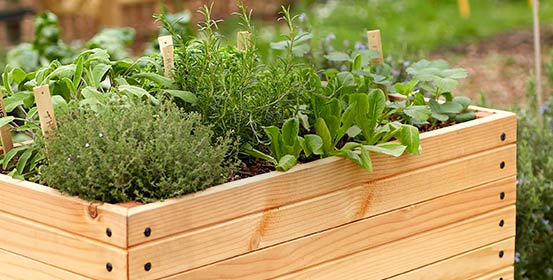 Carrés potager