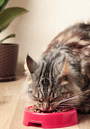 La transition alimentaire chez le chat