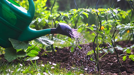 Mieux arroser ses plantes