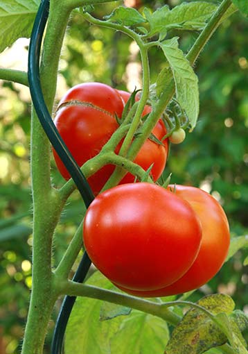 Conseils pour le choix de tuteurs à tomates