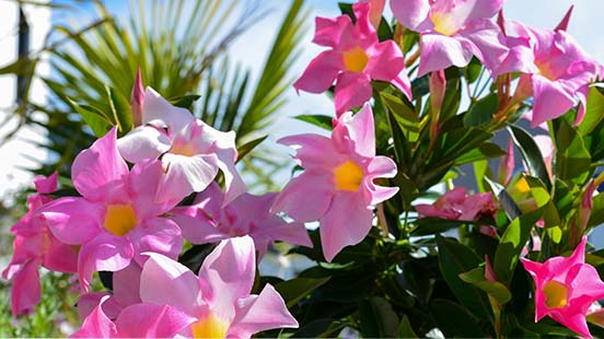 Planter le dipladénia : astuces et conseils de plantation