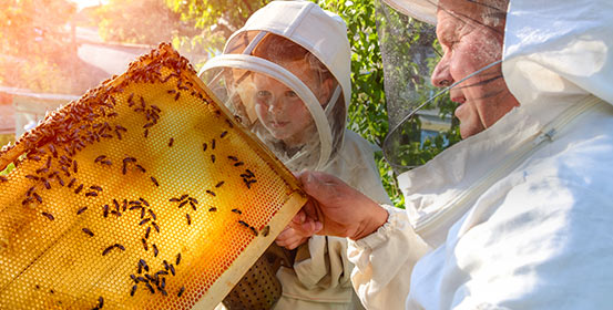Apiculture