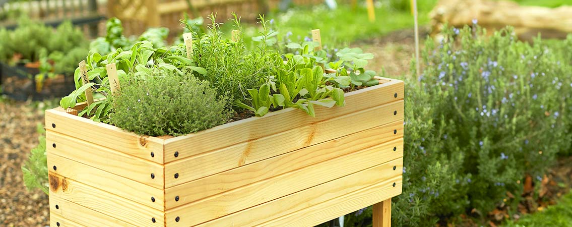 Carrés potagers