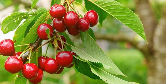 Arbres fruitiers