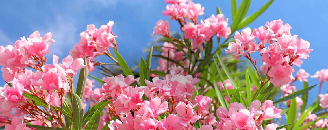 Plantes méditerranéennes
