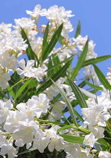 Nerium plantation et entretien