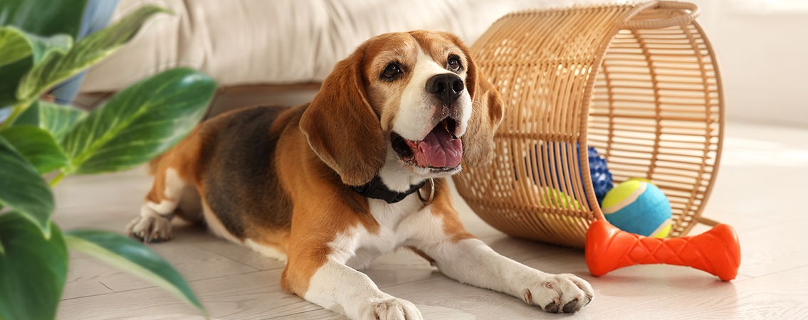 Jouets pour chiens