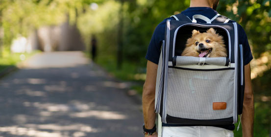 Transport pour chiens