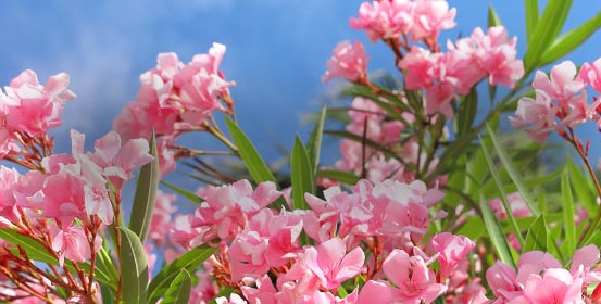 Plantes méditerranéennes