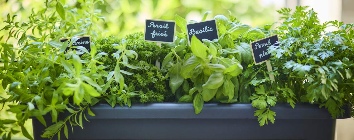 Aromatiques