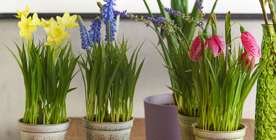 Plantes artificielles