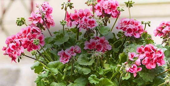Fleurs de saison