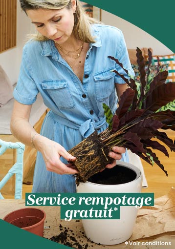 Service rempotage