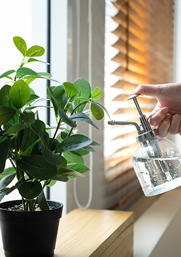 Guide de survie pour les plantes d'intérieur après les vacances