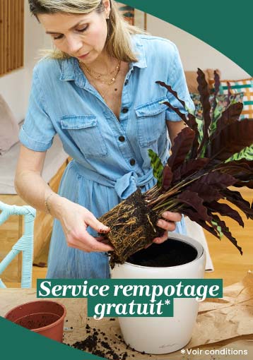 Service rempotage