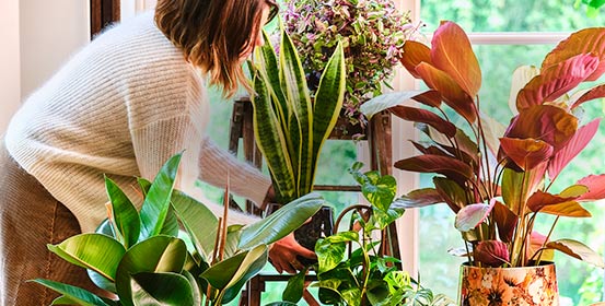 Plantes d'intérieur